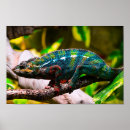 Suche nach buntes chamäleon poster Exotisch
