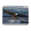 Recherche de aigle magnets Oiseau de proie
