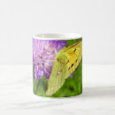 Recherche de insectes d tasses Pour tous