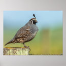 Recherche de cailles posters Animal