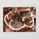 Suche nach der schwanz postkarten Herbst