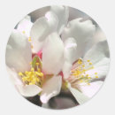 Recherche de amande autocollants Fleurs d'amandiers