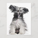 Recherche de chien chinois cartes postales Animaux domestiques