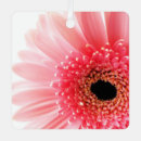 Suche nach gerbera ornamente Blume