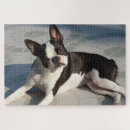 Recherche de terrier de boston puzzles Dog