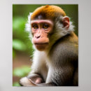 Suche nach affen poster Fotografie