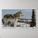 Suche nach dokumentarisch poster Tierwelt