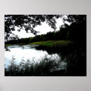 Suche nach schilf poster Foto