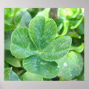 Suche nach vierblättriges kleeblatt poster Grün