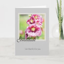 Suche nach rosa hollyhock karten Fotografie