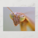 Recherche de biologique cartes postales Noir
