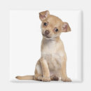 Recherche de curiosité magnets Chien