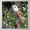 Suche nach schleiereule poster Tiere