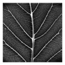 Recherche de brille posters Noir et blanc