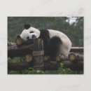 Recherche de pandas géants cartes postales Dennis brack