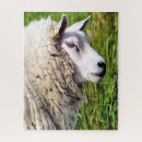 Recherche de moutons puzzles Fermes