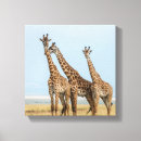 Recherche de camelopardalis de giraffa Safari