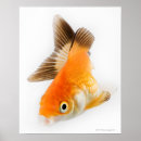 Suche nach goldfische poster Meereswelt