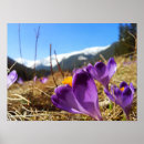 Suche nach krokus poster Blume