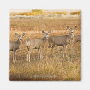 Suche nach odocoileus Tag