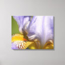 Recherche de iris photographie Violet