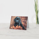 Suche nach schwarzer labrador retriever welpe karten Hunde