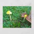 Recherche de champignons jaunes cartes postales Mignon
