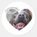 Recherche de pitbull cadeau emballages Amour
