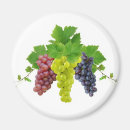 Suche nach trauben magnete Weinrebe