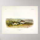 Recherche de kangaroo posters Illustration