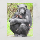 Recherche de chimpanzee cartes postales Primate