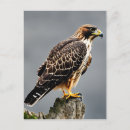 Suche nach falken postkarten Vogelvogel