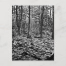 Recherche de forêt noire cartes postales Arbres