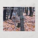 Recherche de deer cartes postales Forêt