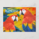 Suche nach florida vogel postkarten Blau