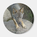 Recherche de loup magnets Sauvage