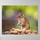 Suche nach chipmunk poster Natur