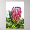 Suche nach protea poster Blume