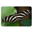 Recherche de jolis papillons magnets Insecte