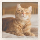 Suche nach schläfrige katze Müde
