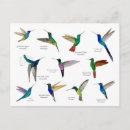 Suche nach kolibris postkarten Vogel