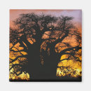 Suche nach baobab magnete Adansonia digitata