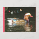 Recherche de mandarine cartes postales Oiseau