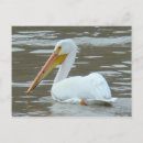 Recherche de pelecanus cartes postales Pélican