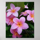 Recherche de aloha hawaii posters Fleurs