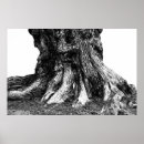 Suche nach wurzeln poster Bäume