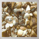 Suche nach strand muscheln poster Sandsand