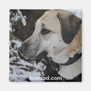 Suche nach rettung magnete Hunde