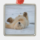 Suche nach eisbären ornamente Weißbär