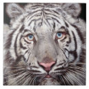 Recherche de tigre blanc carreaux Faune